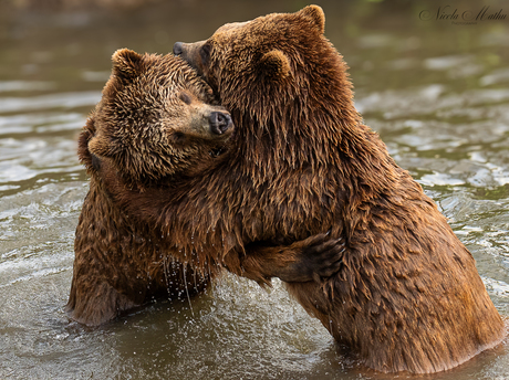 Grote Liefde bij de Bruine beren