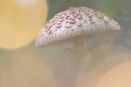 A shortcut to mushrooms