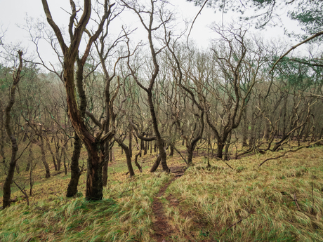 ik zie door de bomen het bos niet meer