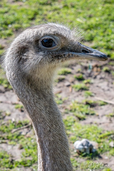 Struisvogel