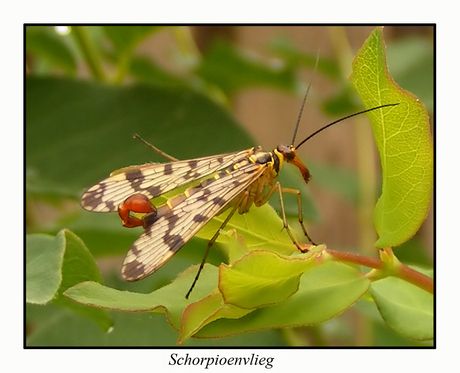 Schorpioenvlieg (man)