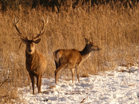 hert en hinde in de sneeuw