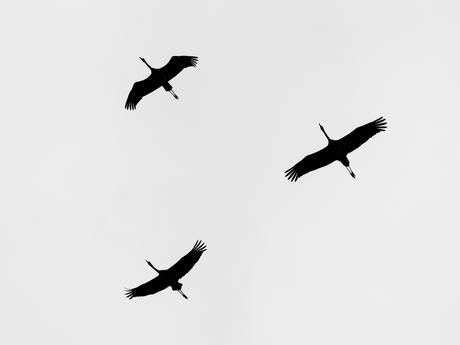 Kraanvogels in de vlucht