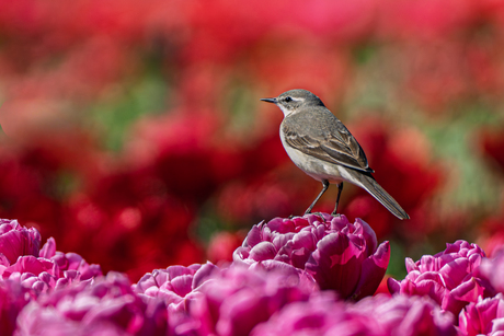 Gele kwikstaart vrpouwtje.