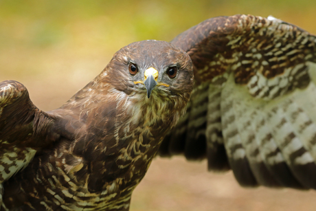 Buizerd