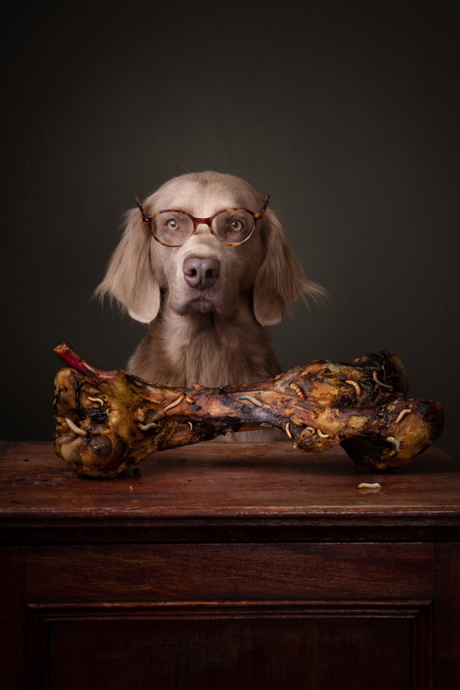 De vegatarische hond