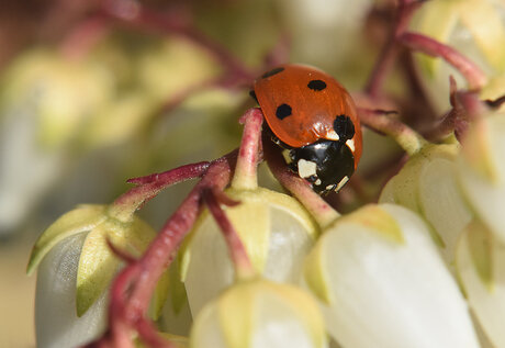 Lente in de tuin.