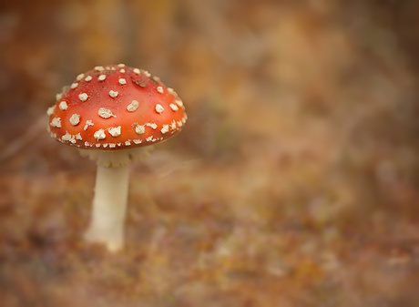 Rood met witte stippen