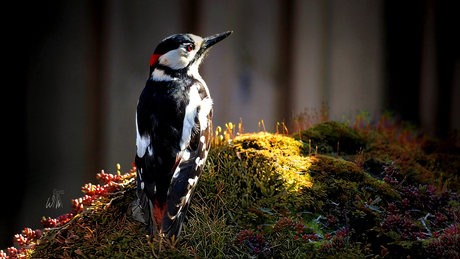 Een Grote Bonte Specht
