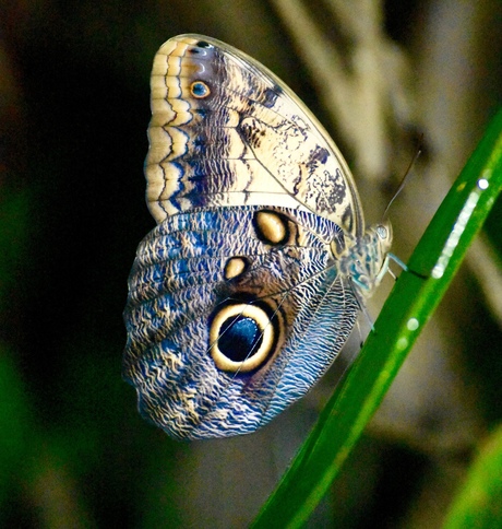 owl butterfly