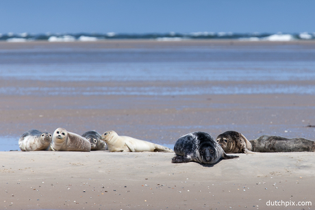 Seals on a sandbank near vlieland.