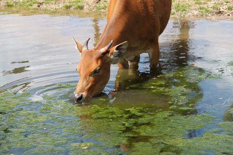 Banteng drinkt water