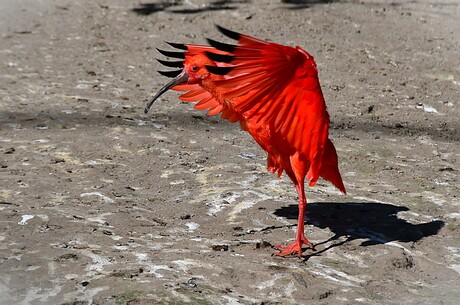 Rode Ibis