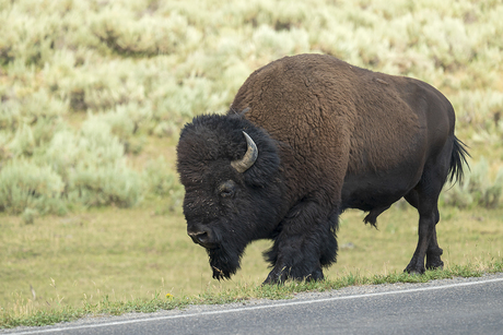 Yellowstone