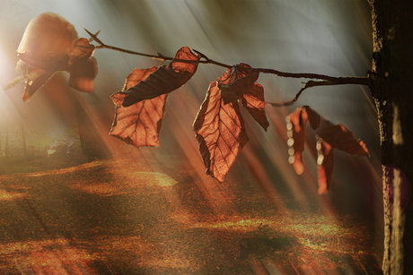 De herfst neemt afscheid