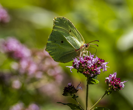 Citroenvlinder