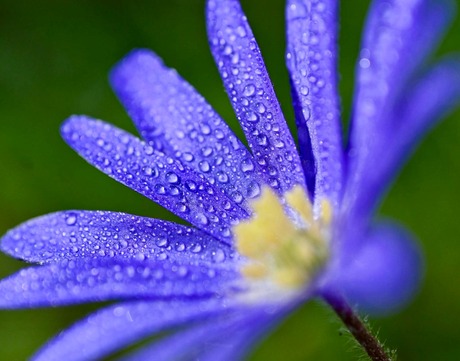 Blue it is