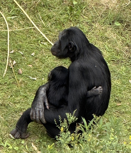 Bonobo