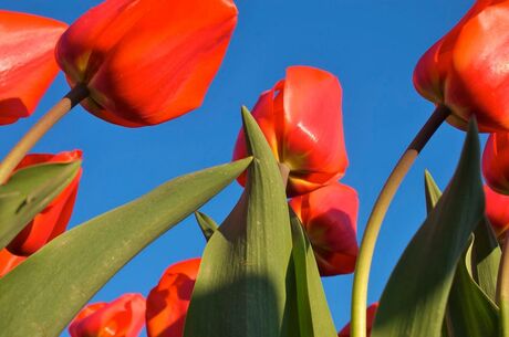 Rood koppen