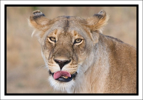 Lioness on the Masai Mara