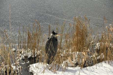 Reiger schuilt voor de kou