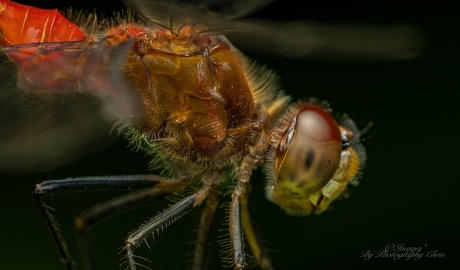 Dregonfly in Close-up