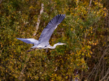 De blauwe reiger (Ardea cinerea)