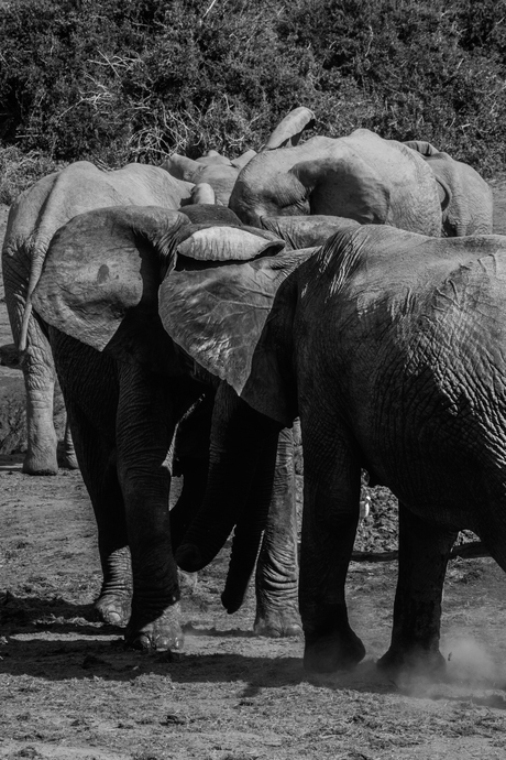 Olifanten onenigheid