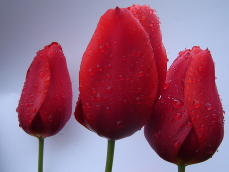 tulpen in de regen