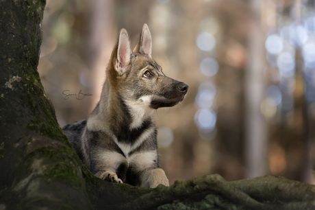 Wolfhond in het bos