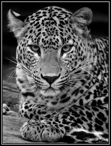Sri Lankan Panther