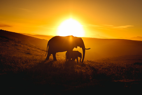 Sunset safari