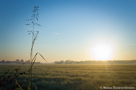 Grassland