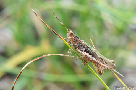 Ratelaar (Chorthippus biguttulus)