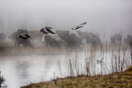 Dutch wildlife