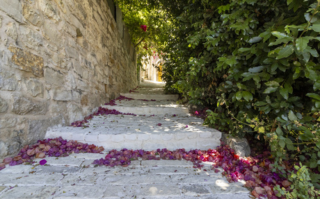 Bougainville