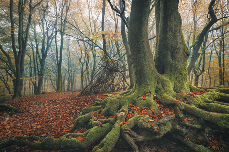 Speulder- en Sprielderbos