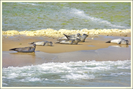 Zeehonden op de wadden