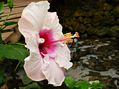 Gefotografeerd in de Orchideeën Hoeve