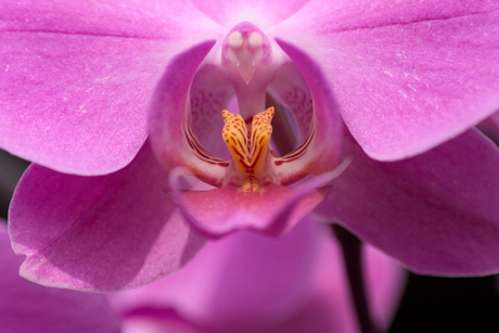 Orchidee