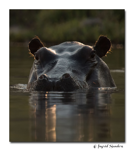 Nijlpaard in het vroege ochtendlicht