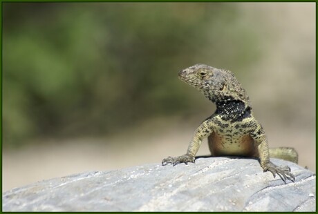 Lava lizard