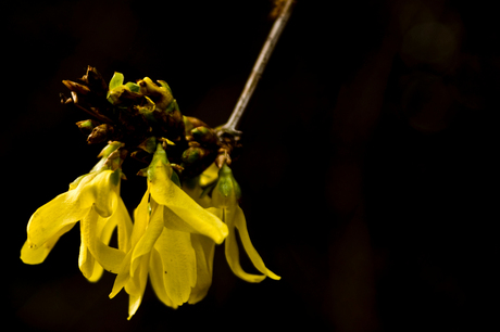 Lente in bloei