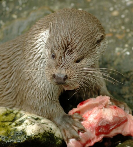 Etenstijd voor een Otter