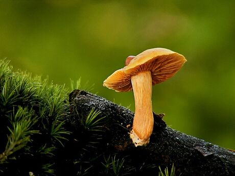 Nog even snel het bos in geweest