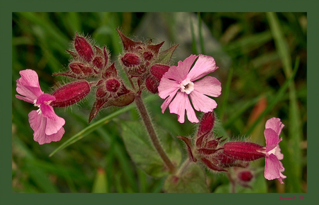 Veldbloemen (Archief)