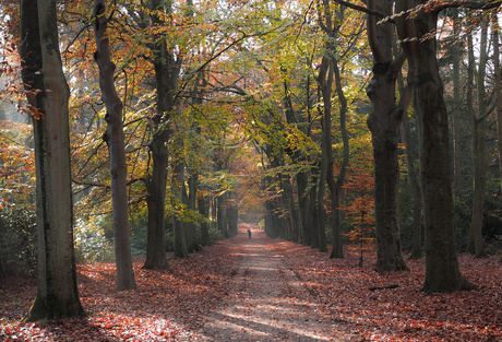 Herfstkleuren