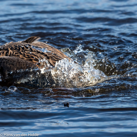 Spartelen in het water