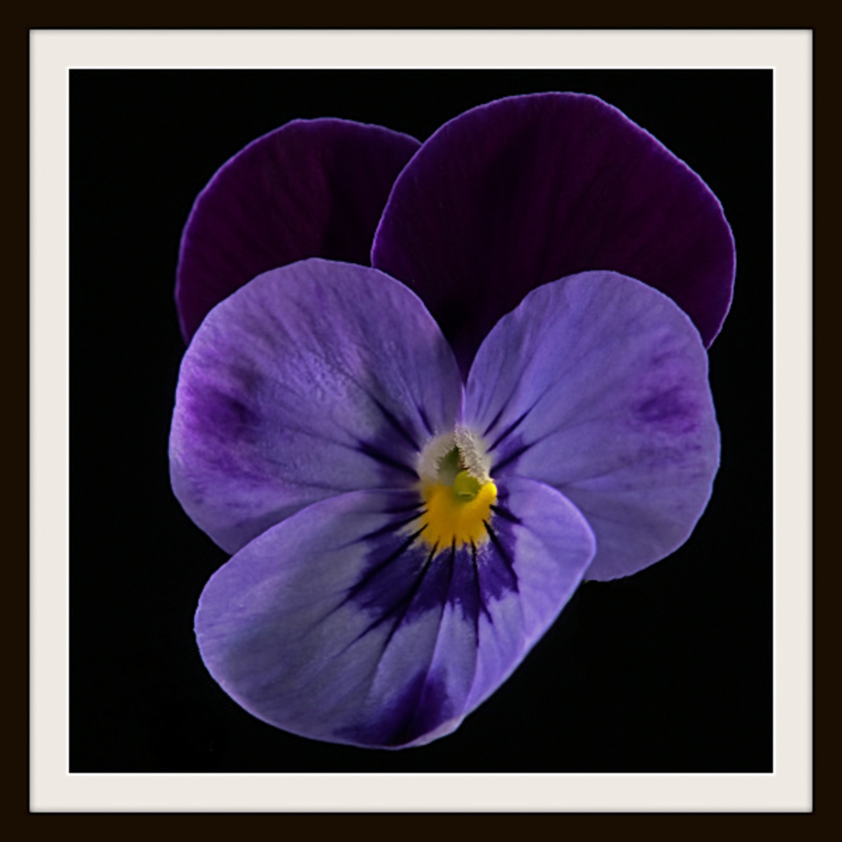 Viooltje foto van manteau Zoom.nl