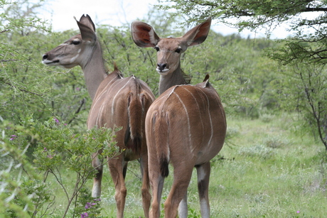 Kudu's in Namibie